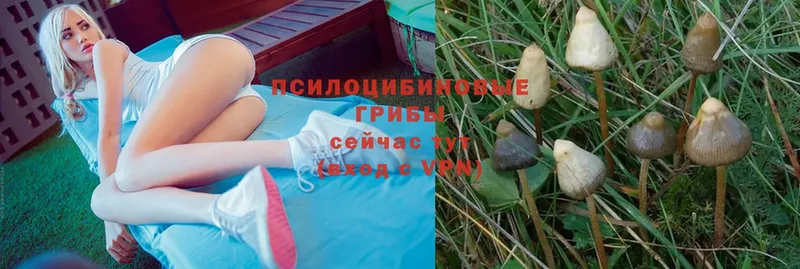 Галлюциногенные грибы Psilocybine cubensis  Заполярный 